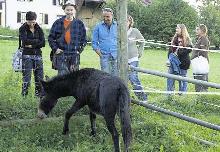 Junges Maultier: Es wird von den Kinogästen bewundert. Junges Maultier: Es wird von den Kinogästen bewundert.